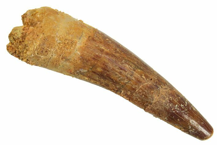 Fossil Spinosaurus Tooth - Real Dinosaur Tooth #296939